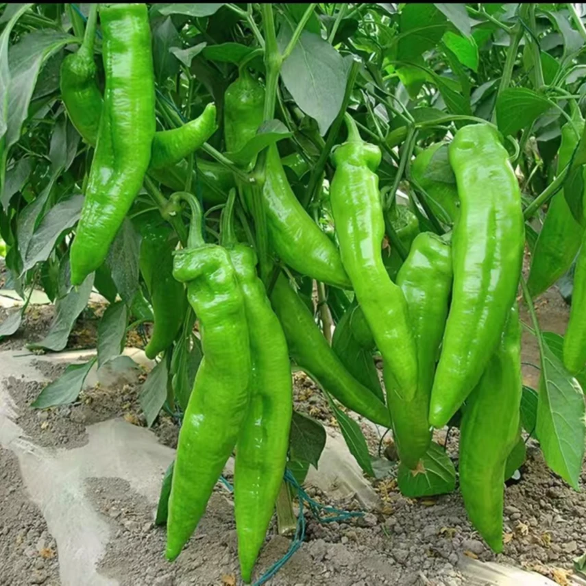 牛角椒种子特大金玉大青椒种辣椒苗秧苗羊角椒春夏四季高产