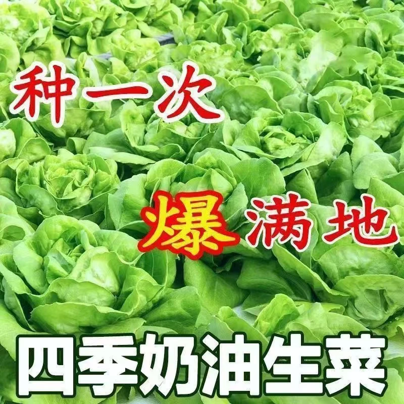 四季奶油生菜小青菜种子阳台盆栽耐热蔬菜种籽玻璃生菜小青菜种