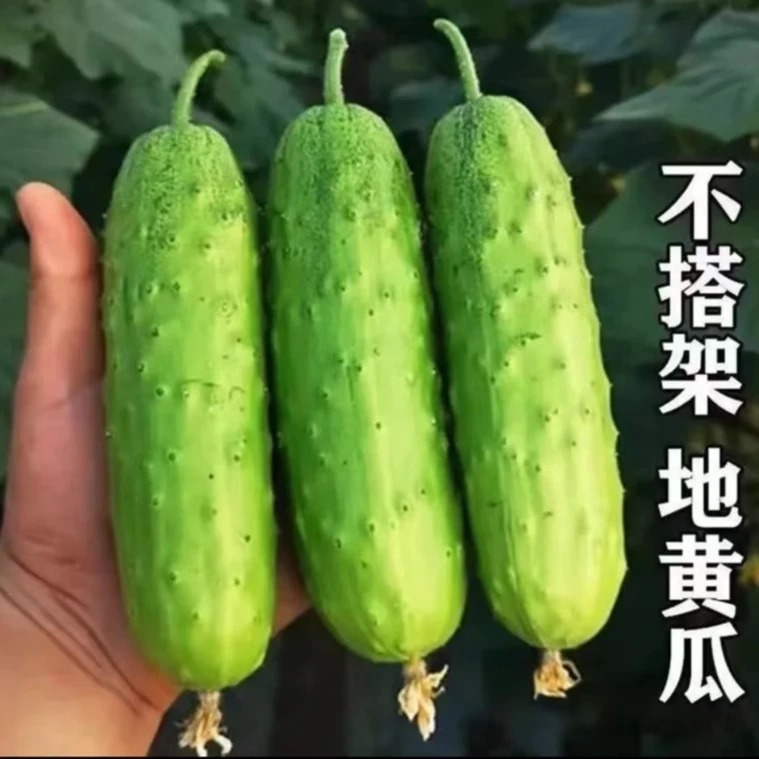 满地爬整齐种子整齐种孑苗盆栽青瓜四季农家蔬菜旱黄瓜籽水果蔬菜