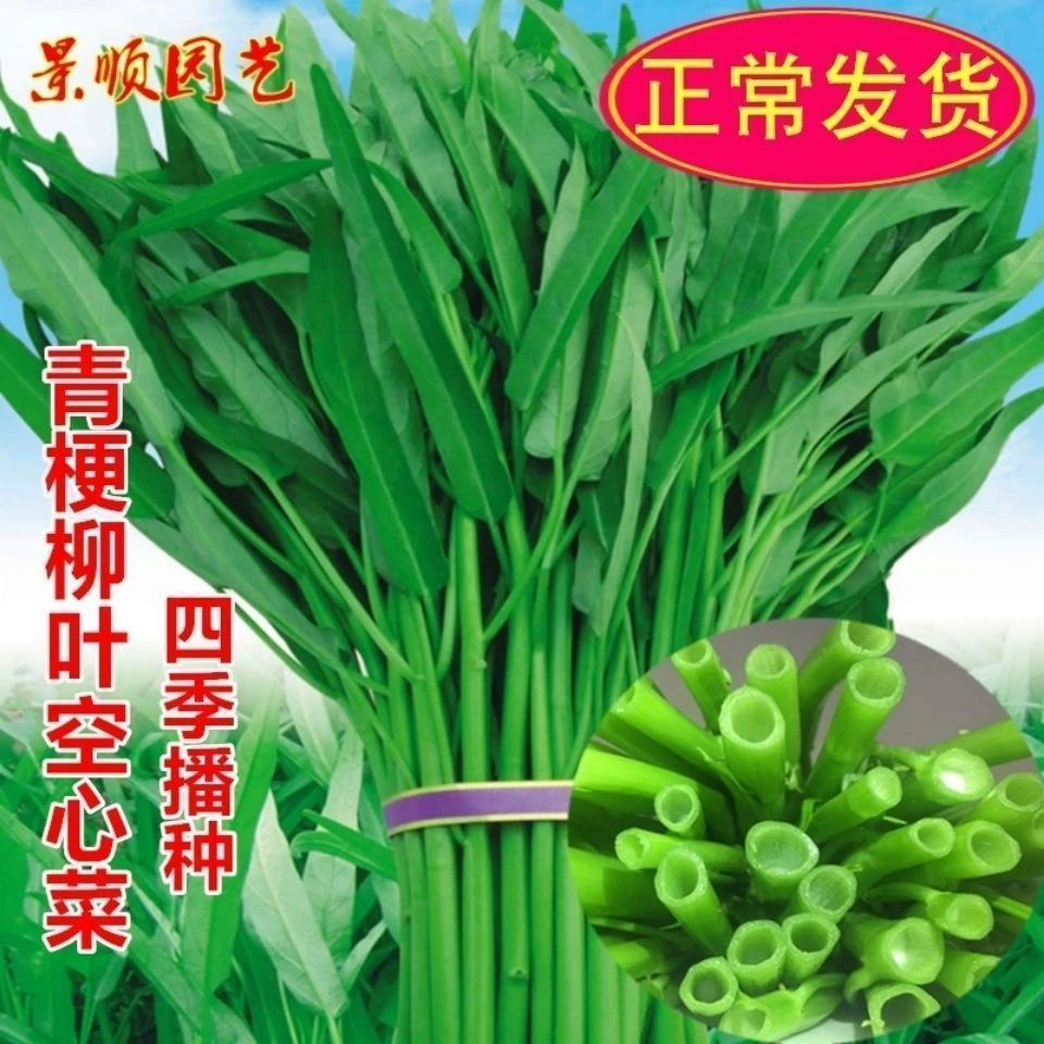 快速空心菜菜籽菜蔬菜懒人散装可食用批发青皮种水培红皮四季