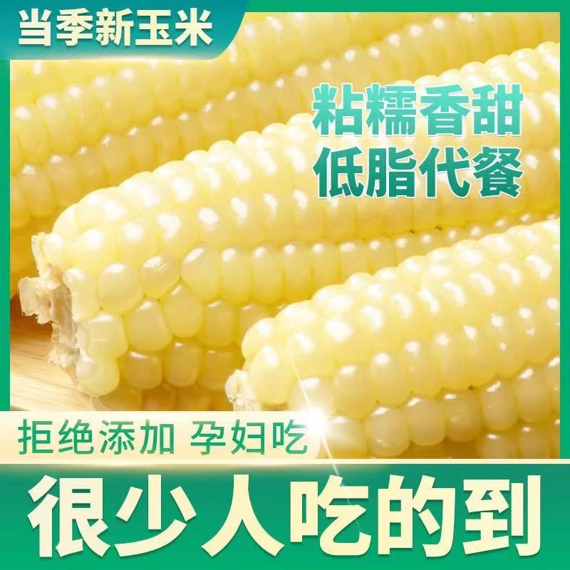 白甜加糯玉米种子甜软糯白玉米种籽高产量耐热抗病早熟苞米种子