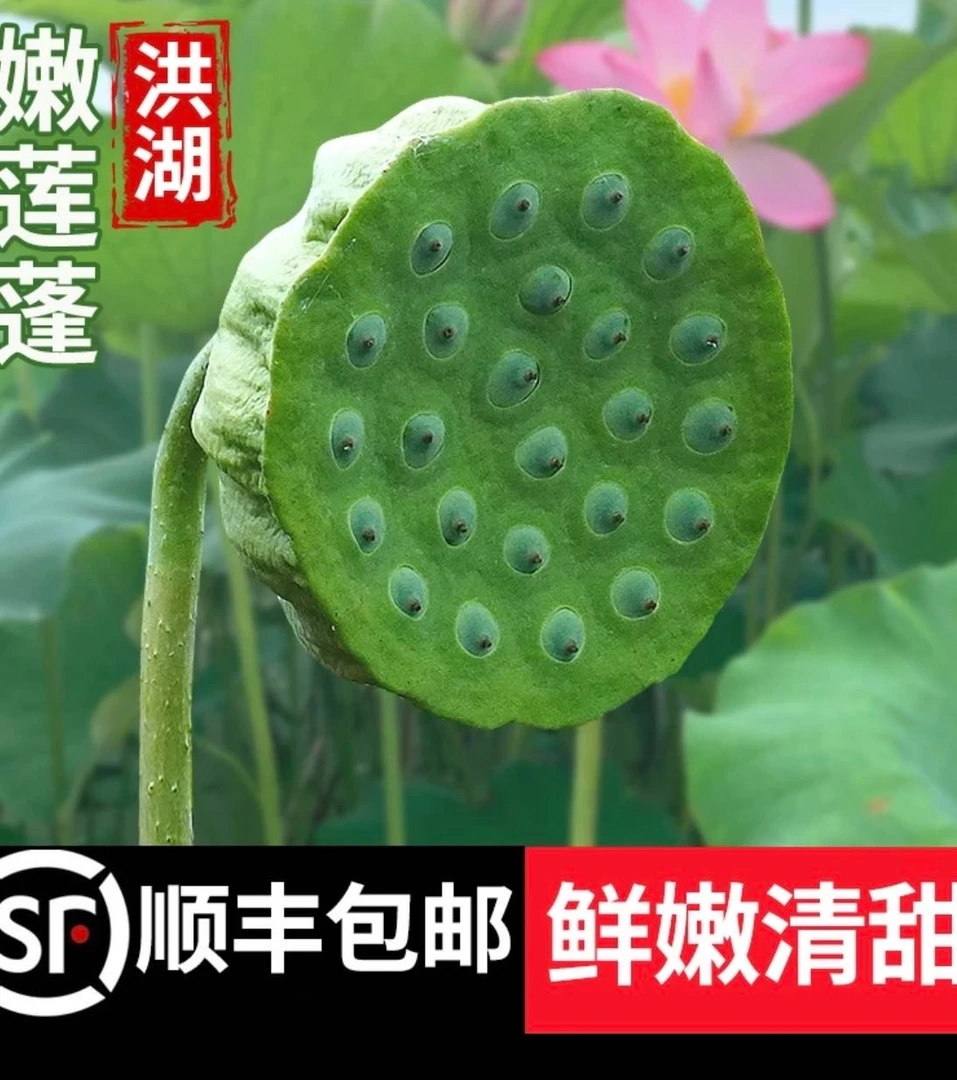 顺丰包邮湖北洪湖绿色莲蓬新鲜生吃莲子米嫩甜水果鲜嫩带壳2斤装
