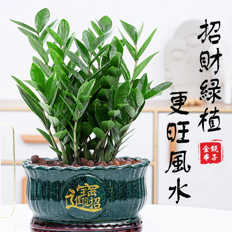 金钱树盆栽招财纳福植物室内客厅办公室桌面绿植大棵送礼花卉盆景