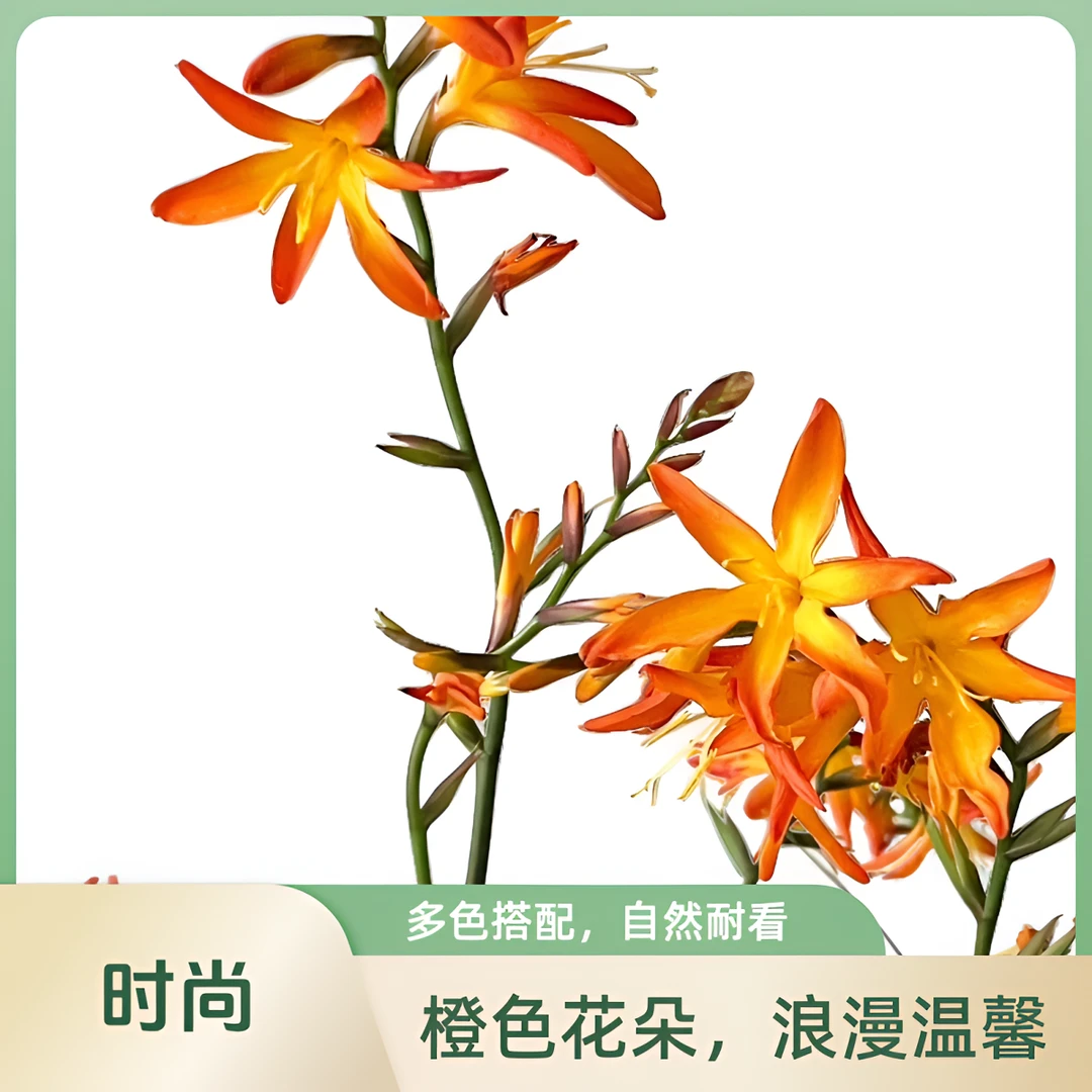【馨之艺花卉】火焰蓝独特的橙色 花朵精致 云南鲜花直发顺丰包邮