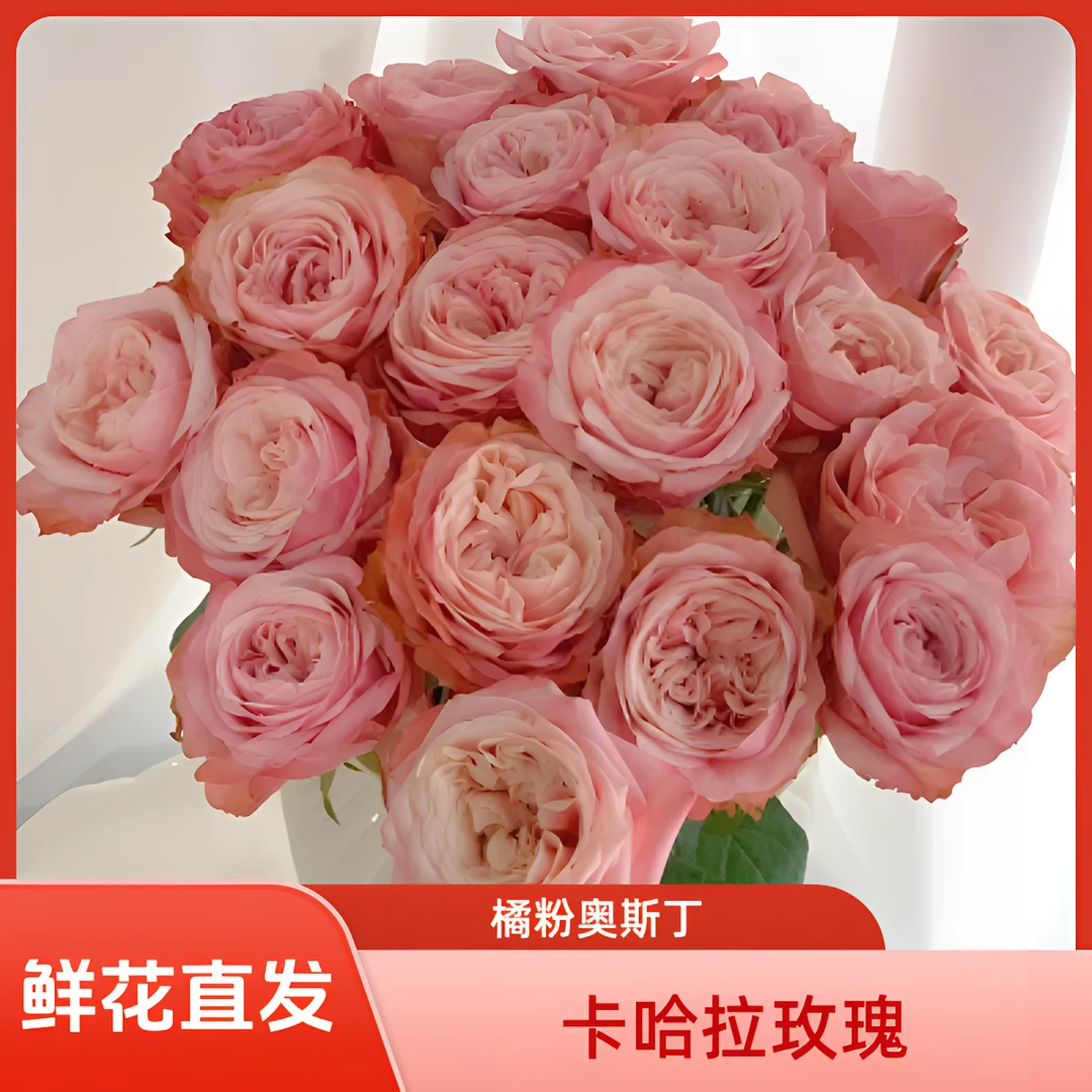 【馨之艺花卉】卡哈拉稀有玫瑰 奥斯丁花型橘粉色系 包云南鲜花直发