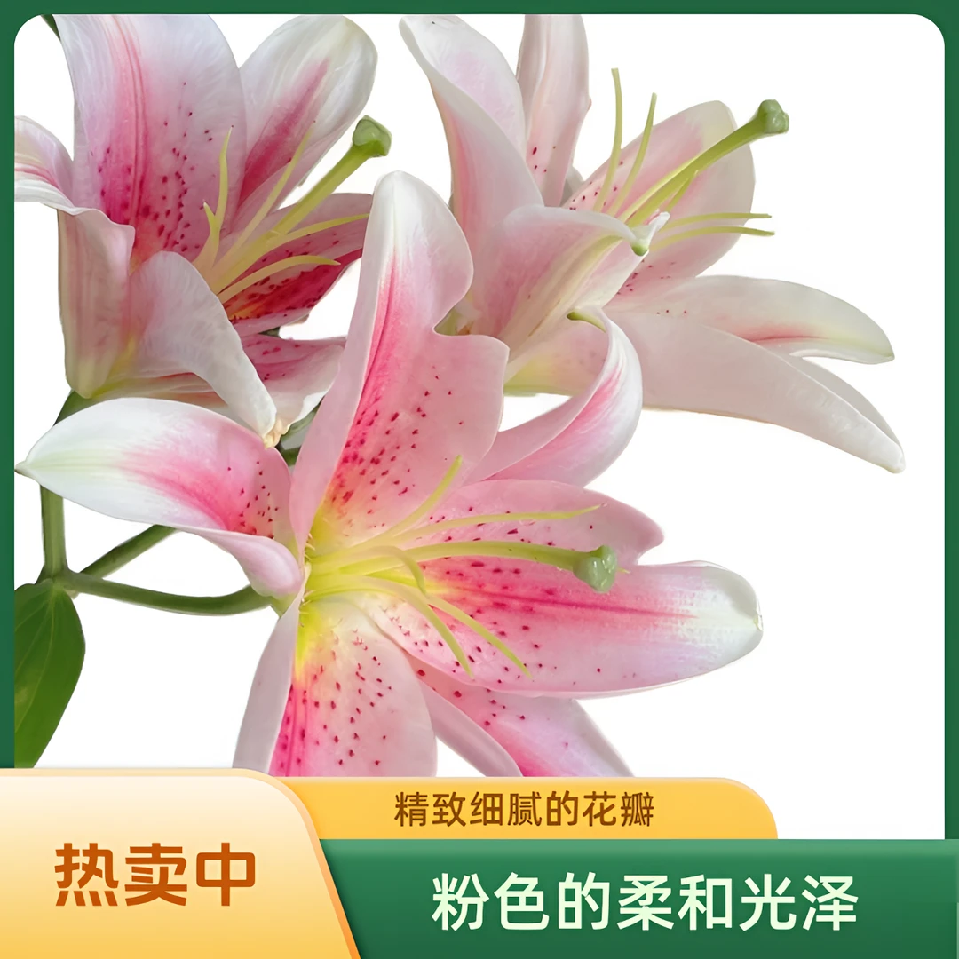 【馨之艺花卉】梯伯粉白色系多头香水百合 云南鲜花直发顺丰包邮