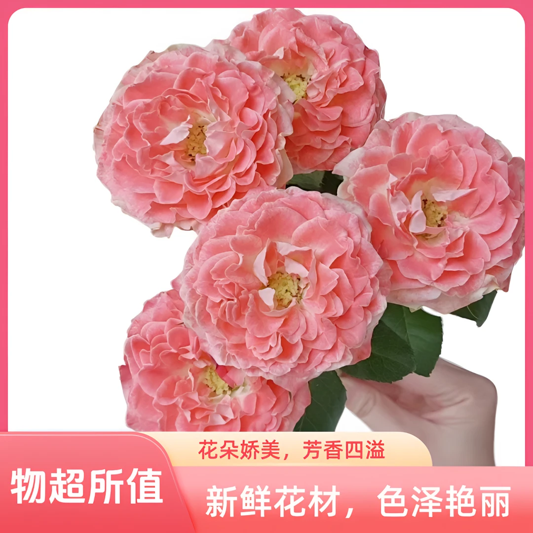【馨之艺花卉】小仙女多头玫瑰 花瓣波浪边渐变粉 云南直发顺丰包邮