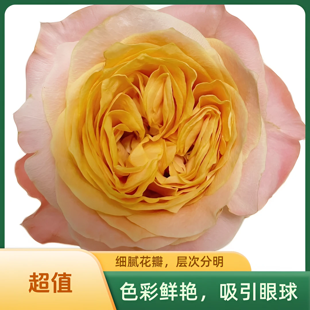 【馨之艺花卉】入梦玫瑰奥斯丁花型 橙黄色系花瓣厚实 云南基地直发