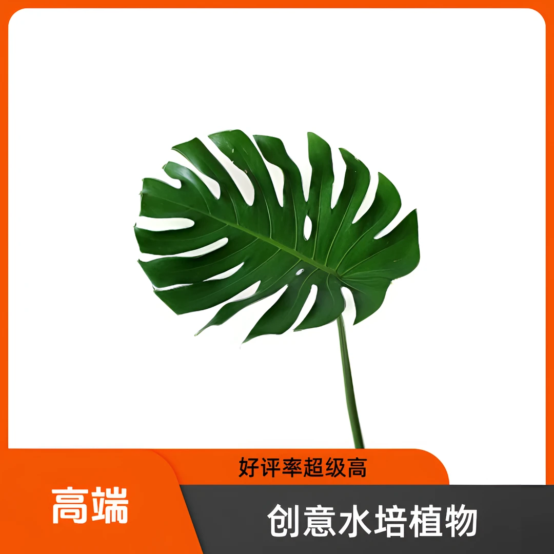 【馨之艺花卉】热带植物龟背竹带根 独特叶片 云南鲜花直发顺丰包邮