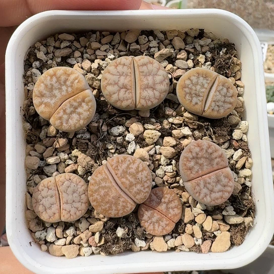 E918拿铁化美荒混合三年