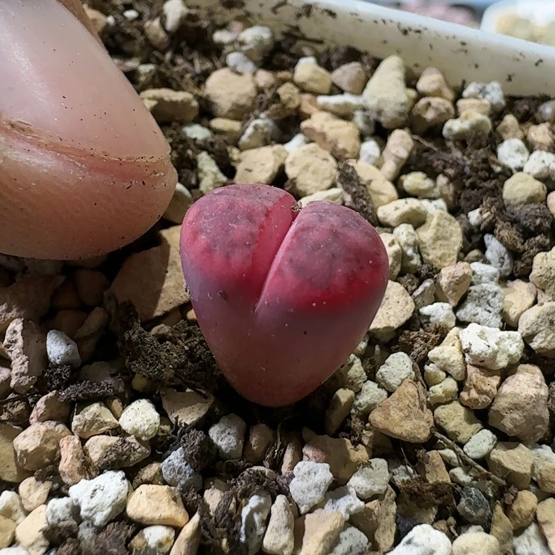 B216红花纹杂交版紫花纹三年偏小