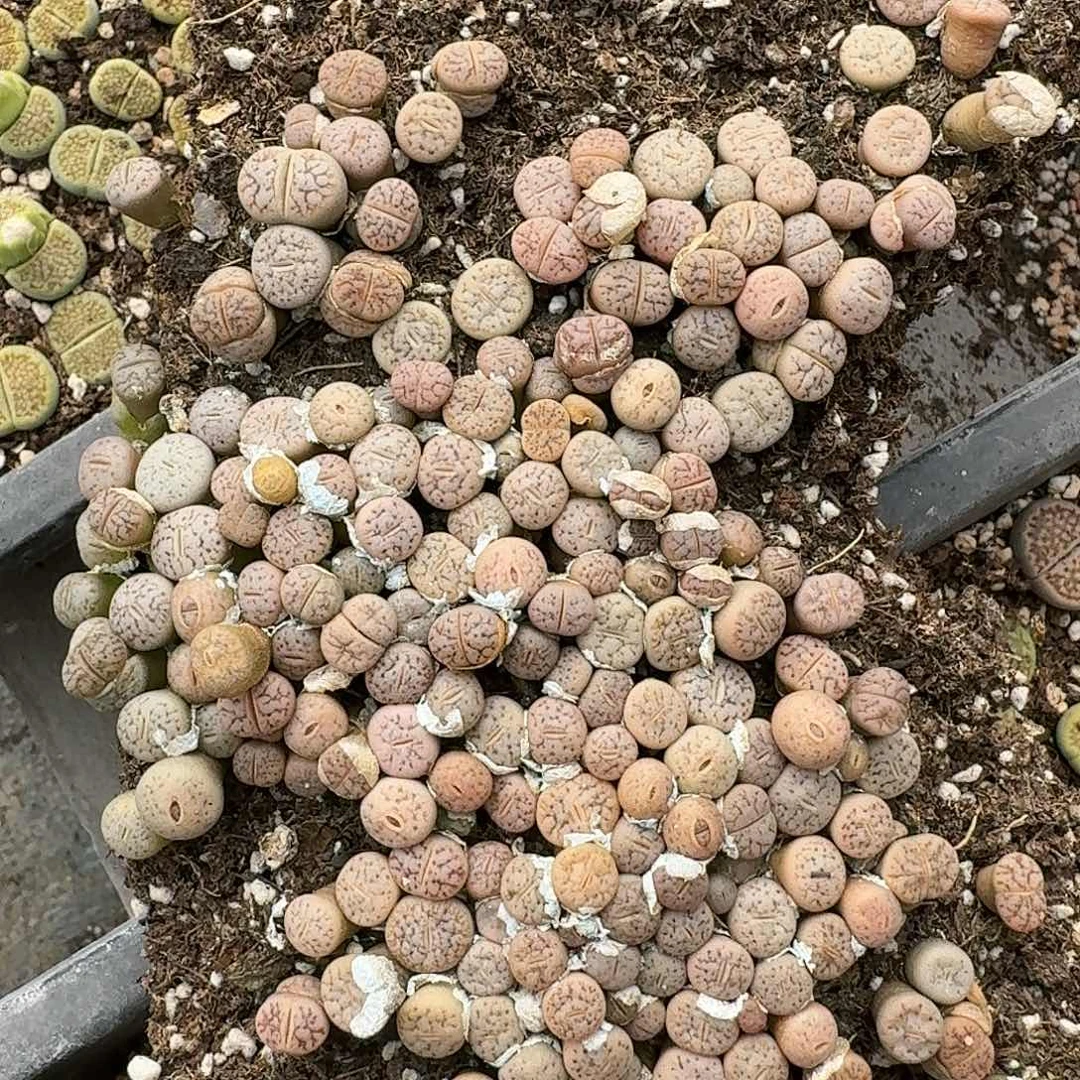 鱼****吸E363，383杂交189或杂一年多肉