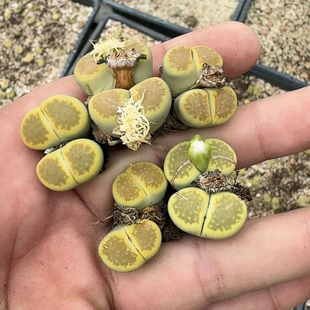 那****rE418黄绿巴里杂初代母本