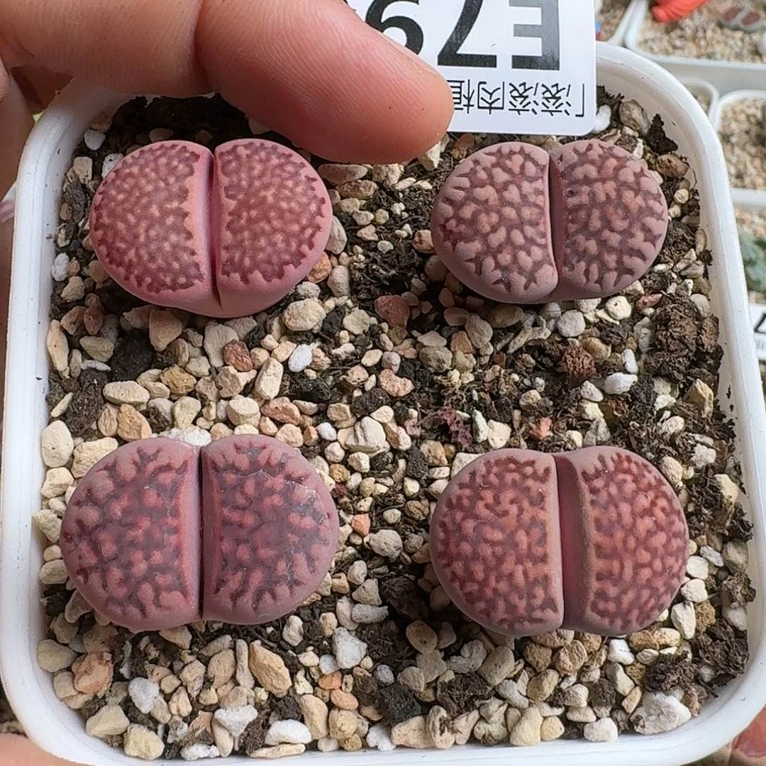 E790新品紫寿丽混合四年