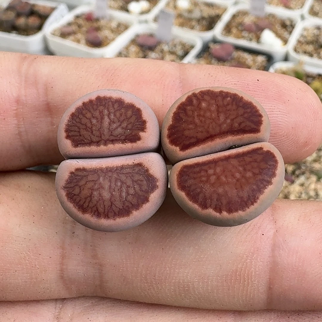 E434红窗菊优选四年