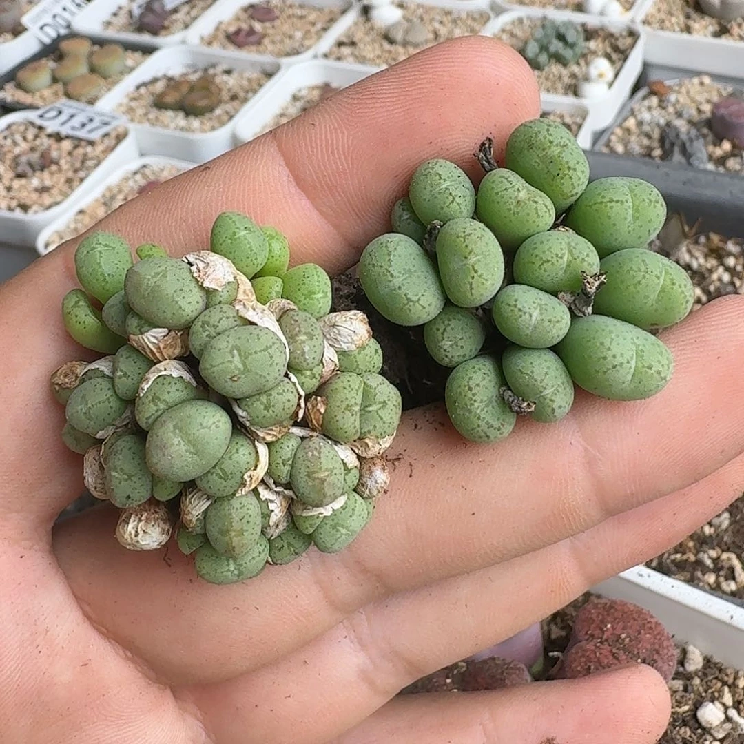 D139紫都鸟群生母本