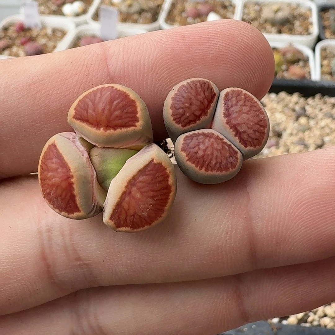 E392红窗菊优选四年