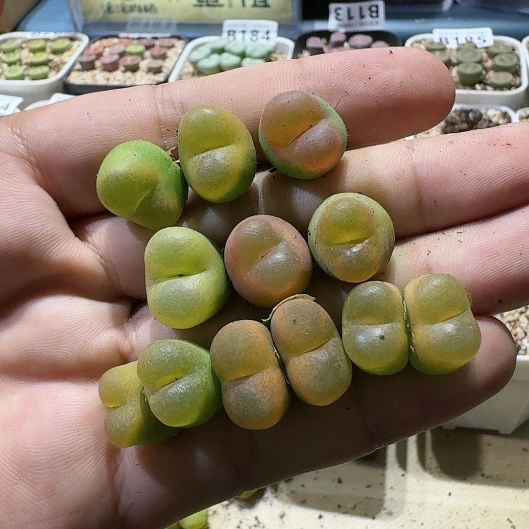 B230毛汗尼混合三年母本