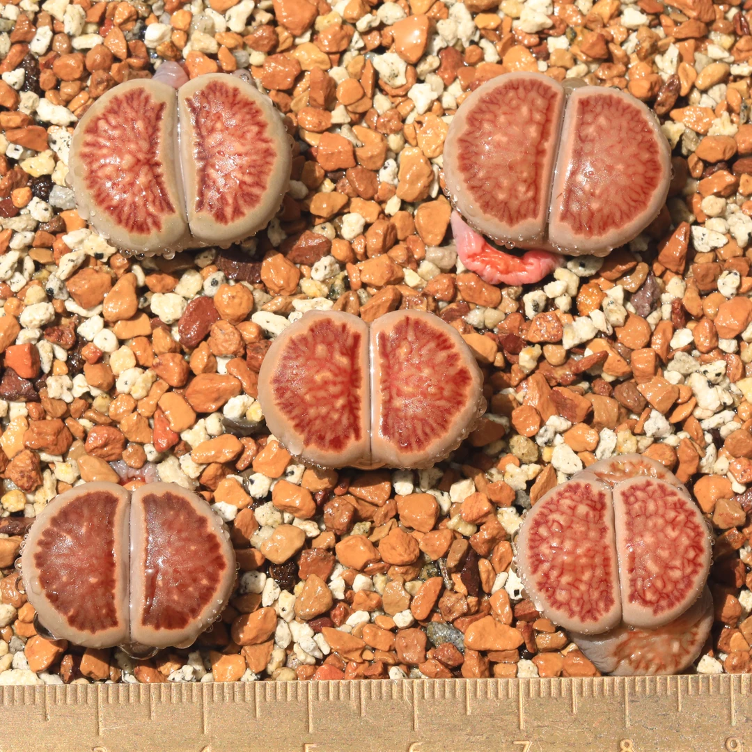 量拍一组5个包邮/菊纹章偏红优选菊章玉红窗菊混合两年半生石花