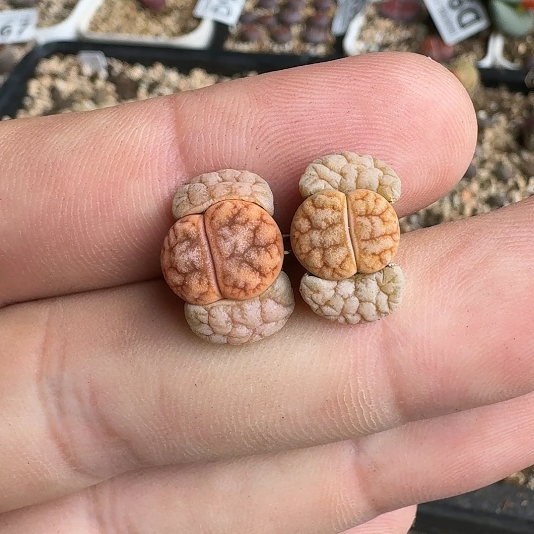 E021睫毛边脑窗189杂交两年