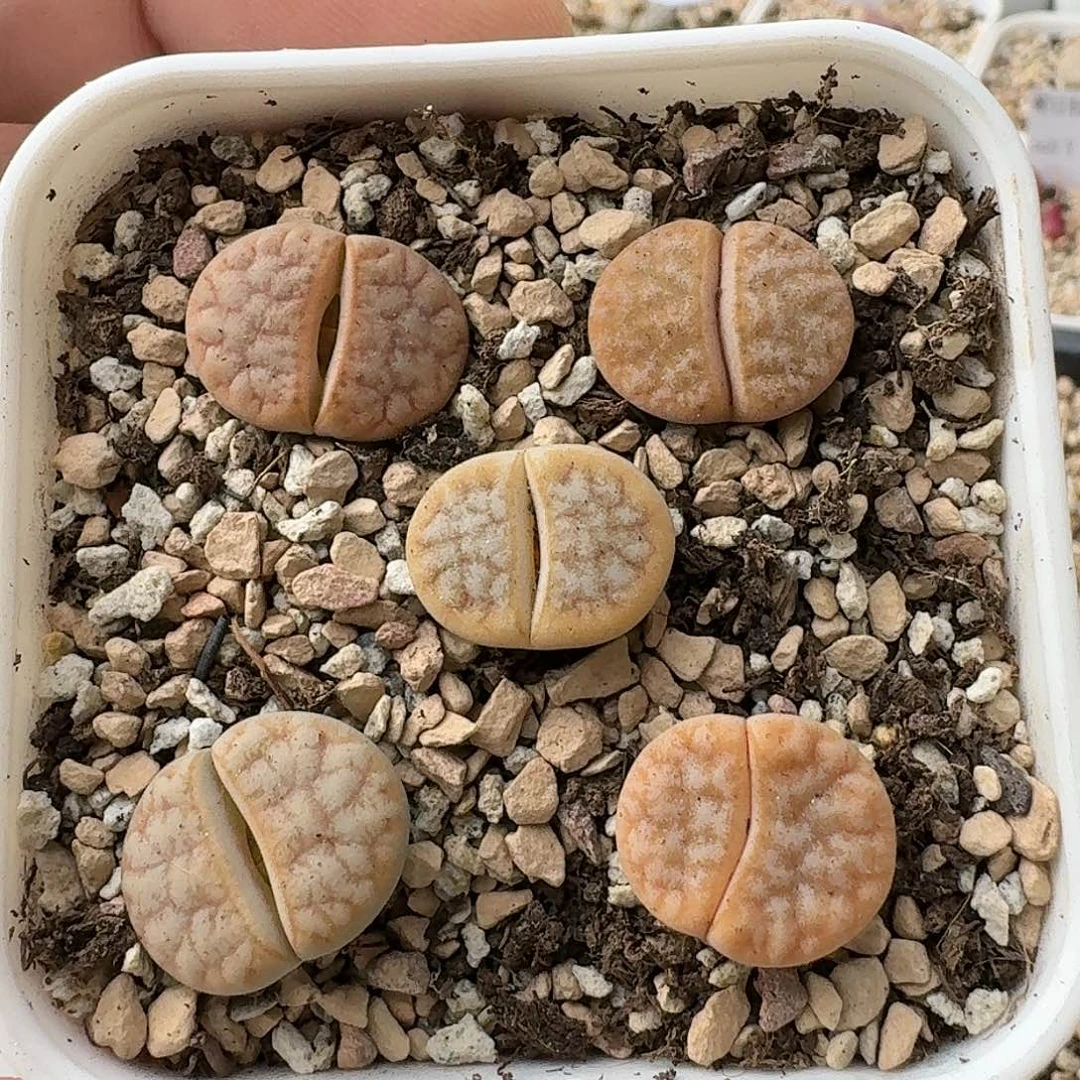 E590拿铁化美荒混合三年