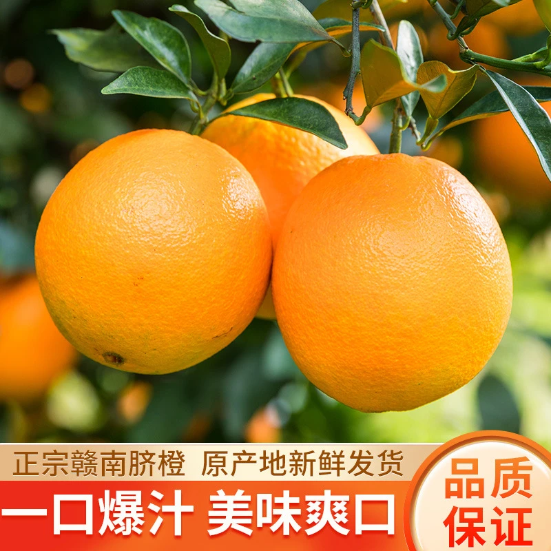 赣南脐橙新鲜应季水果果园直发现摘现发果冻橙冰糖VC橙子