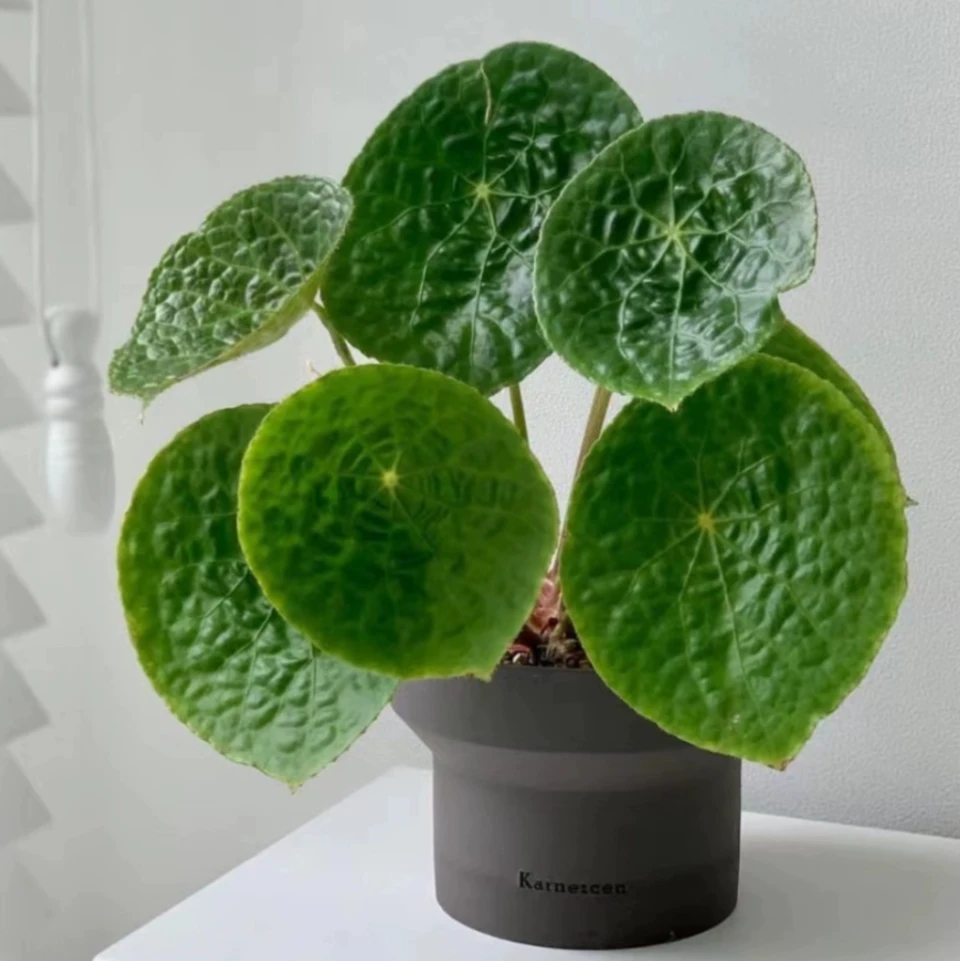 福寿秋海棠纳吐纳秋海棠 圆叶植物美观热植ins风耐阴好养绿植观叶
