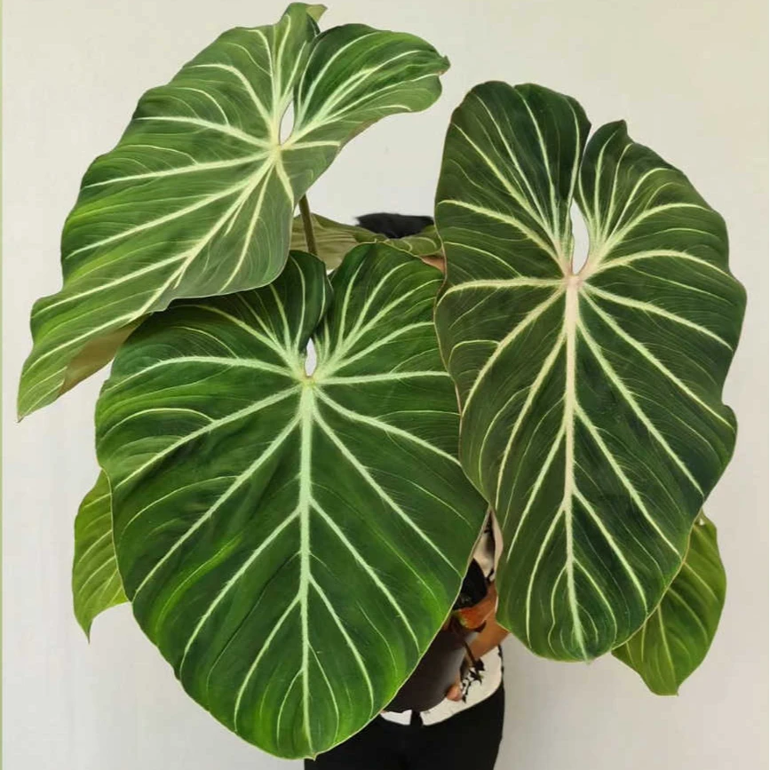 明脉蔓绿绒植物网红稀有进口ins荧光观叶植物四季常青室内盆栽