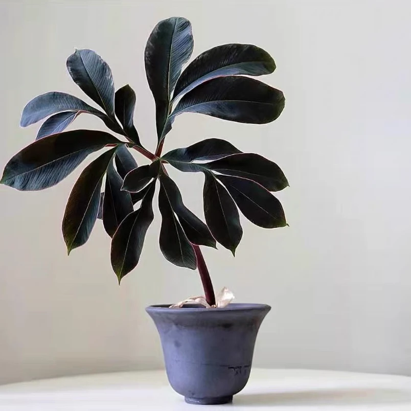 巫蛊百合四叶草盆栽粉脉室内吸甲醛巫客厅INS巫网红植物