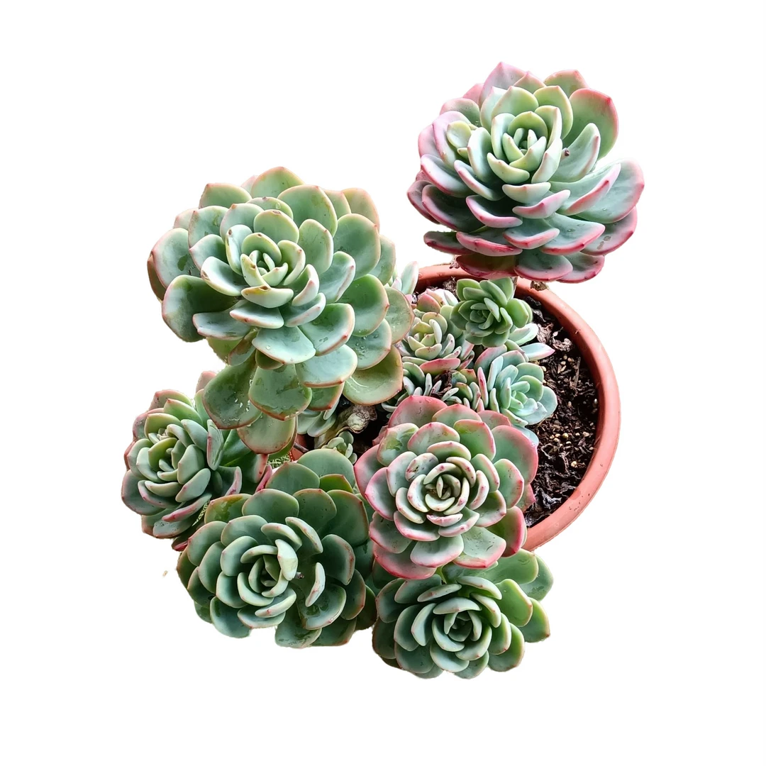 高红杯白月光多肉精选发货种植售后基地自产自销优选根系实惠