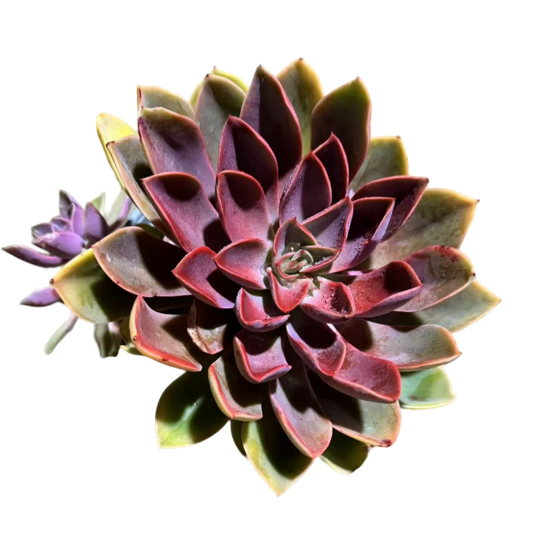 小白杯单头琼斯多肉植物优选精选发货种植售后基地自产自销根系