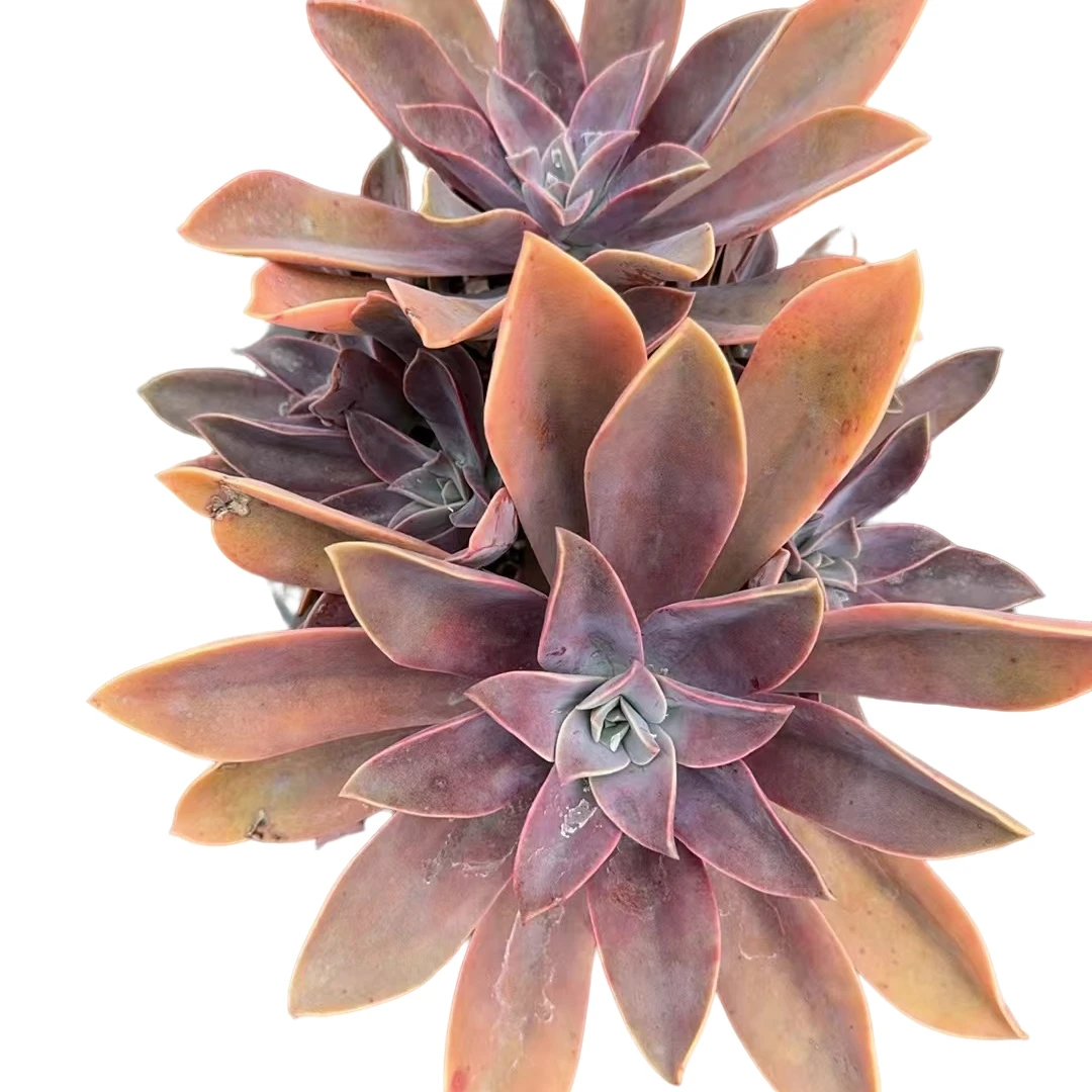 精品太妃糖多肉优选精选发货种植售后基地自产自销根系鲜活