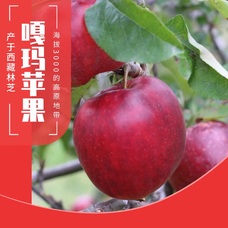 青藏高原林芝苹果5斤