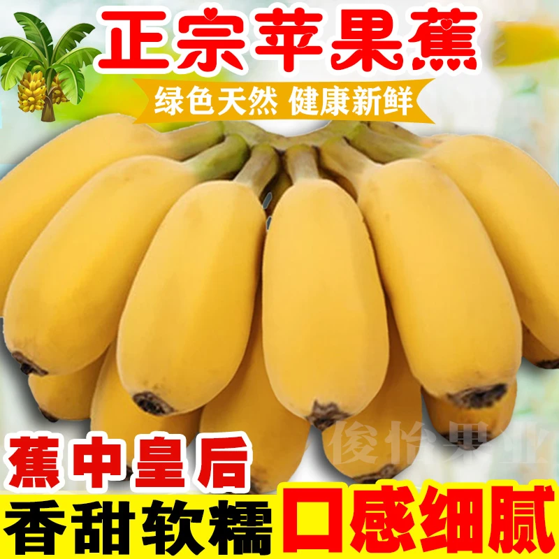 【粉丝福利】广西香甜苹果蕉产地直发应季新鲜水果粉香蕉1斤5斤10斤