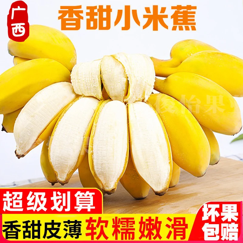 【粉丝福利十】广西小米蕉现摘新鲜软糯香甜时令批发水果1/5/10斤