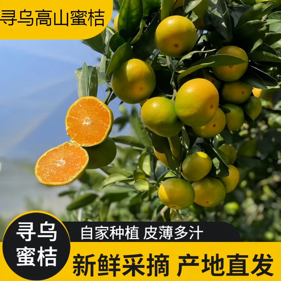 寻乌蜜橘现摘无籽橘子新鲜应季水果皮薄肉厚产地直发