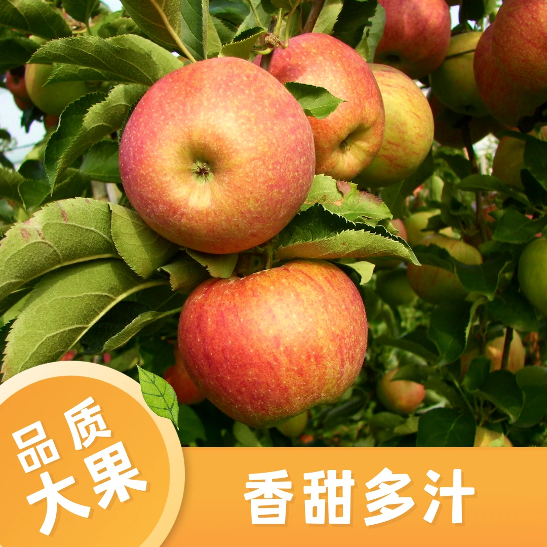 【新鲜头茬】陕西红富士苹果果园直发脆甜爆汁皮薄肉厚无催熟无打蜡
