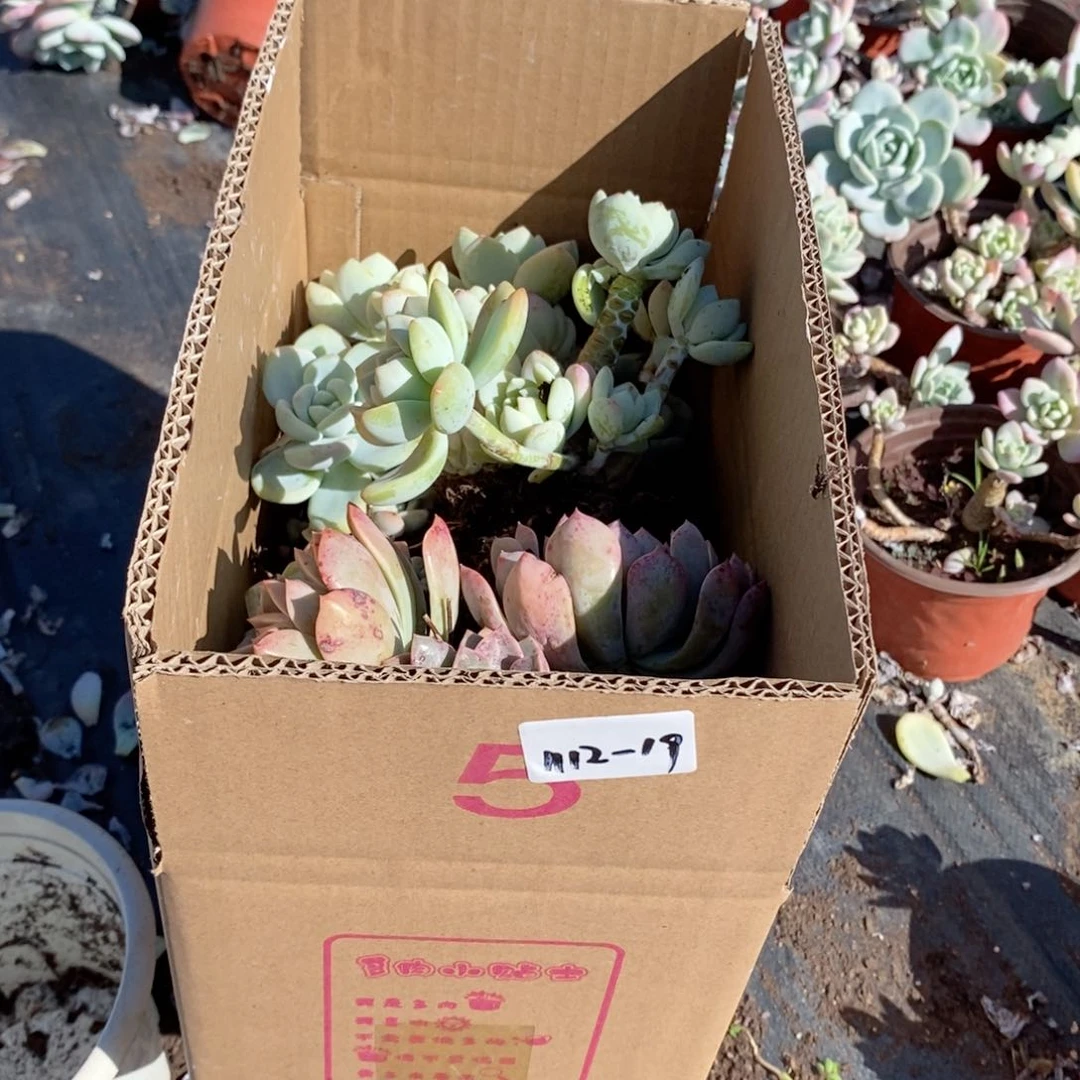 陈*梅一箱1112-19   不售后