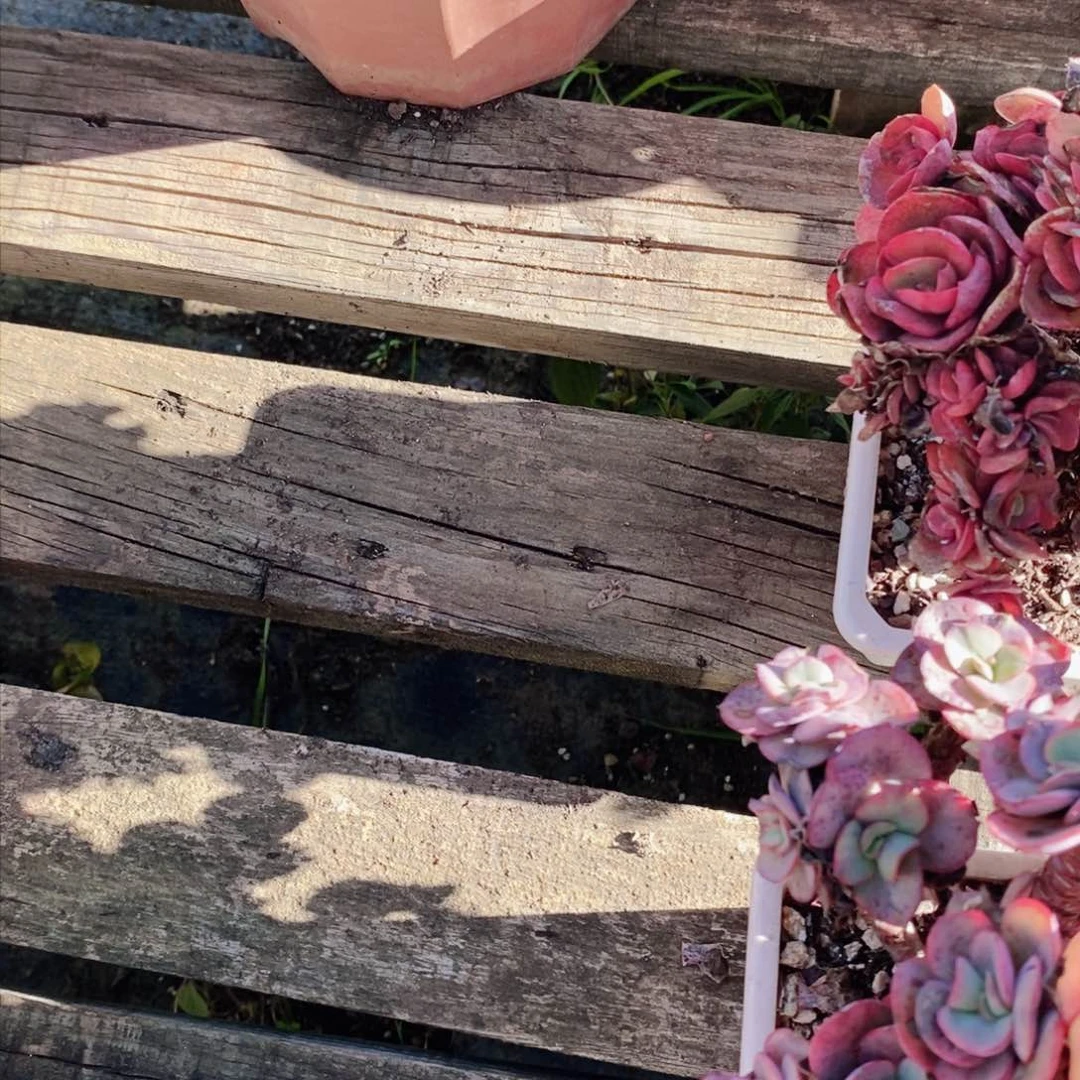 王*炸秀妍1113-34-35