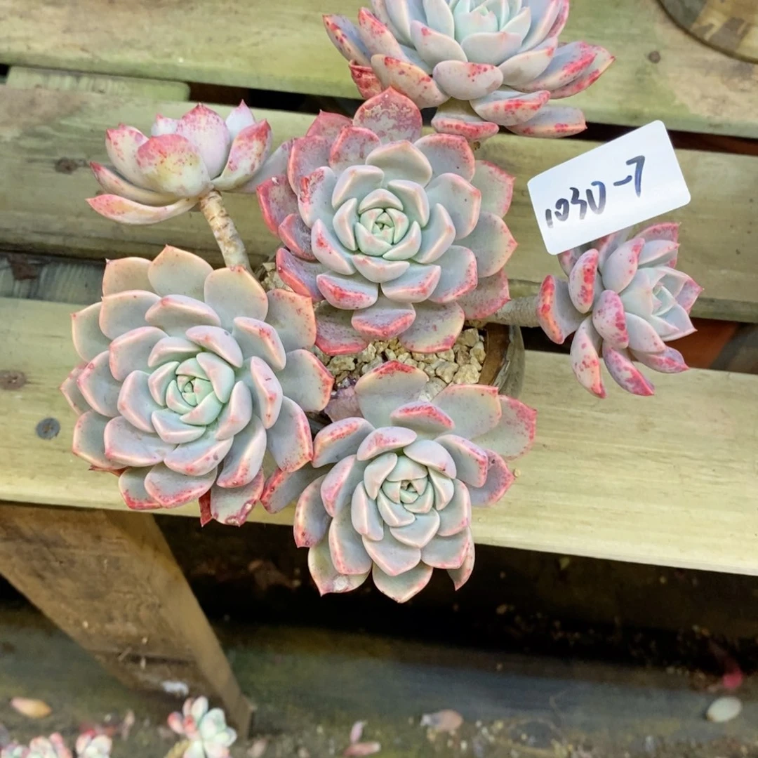 ?**?红粉佳人1030-7