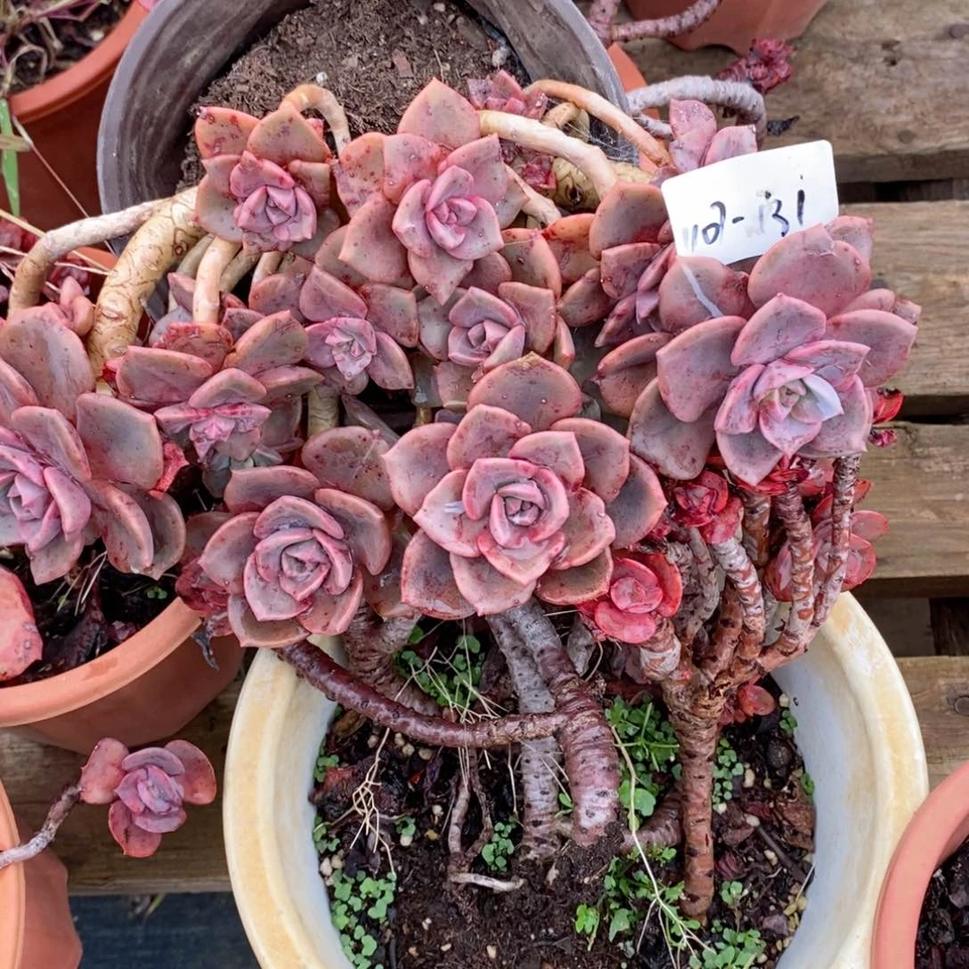 琉璃盏1107-131。