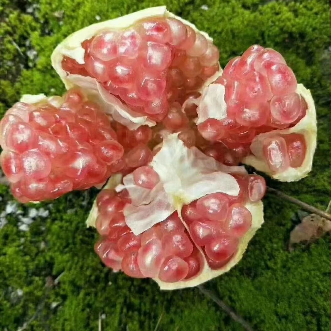 云南蒙自老树绿籽水晶石榴5斤10斤当季新鲜水果现摘现发坏果包赔
