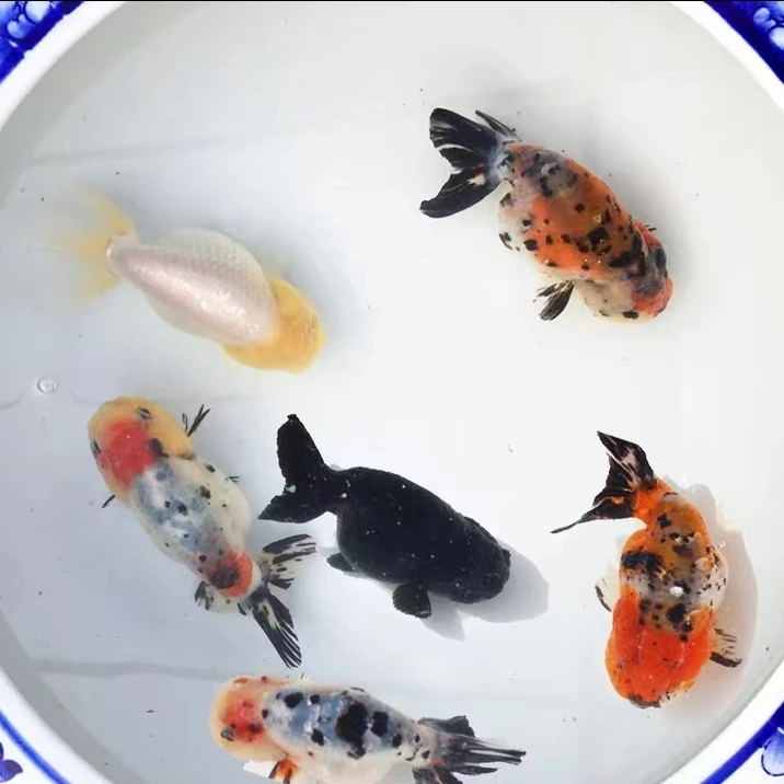 1-30号金鱼观赏鱼小鱼缸养鱼饲养发货活体