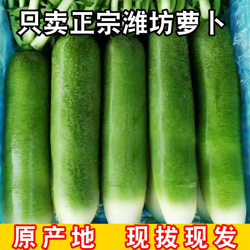 正宗潍坊萝卜现拔现发原产地发货脆甜多汁水果萝卜沙地