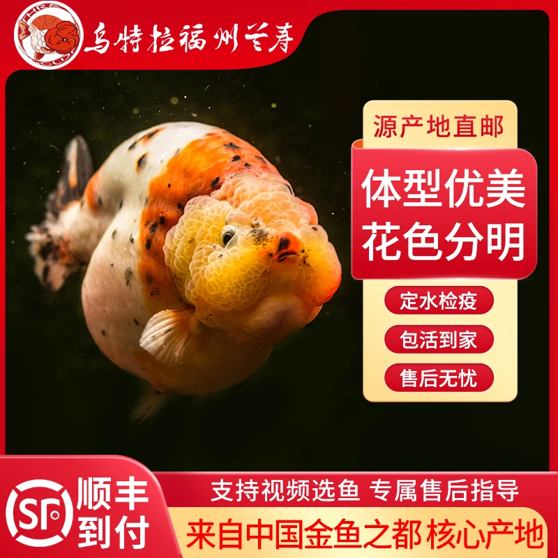 乌特拉精品兰寿110~200【直播选鱼链接，请勿私拍】邮费均为顺丰到付