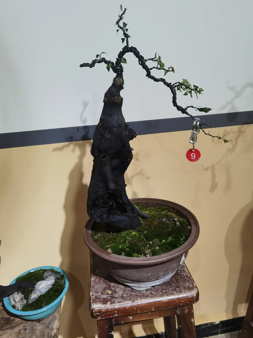 金弹子老桩大树形