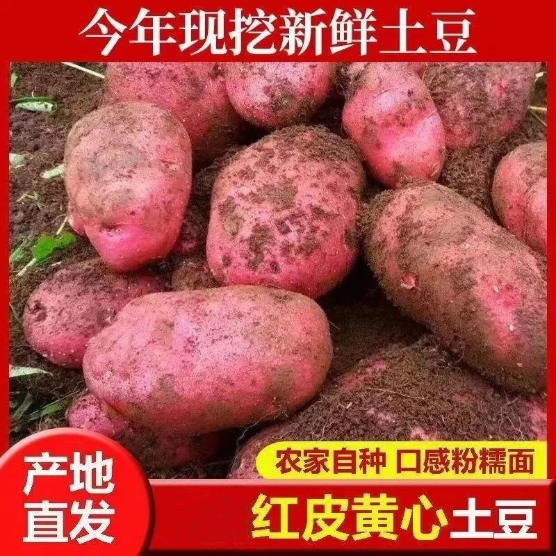 红皮土豆黄心沙地土豆现挖现发5斤9斤新鲜土豆种植榨汁甘肃云南弄