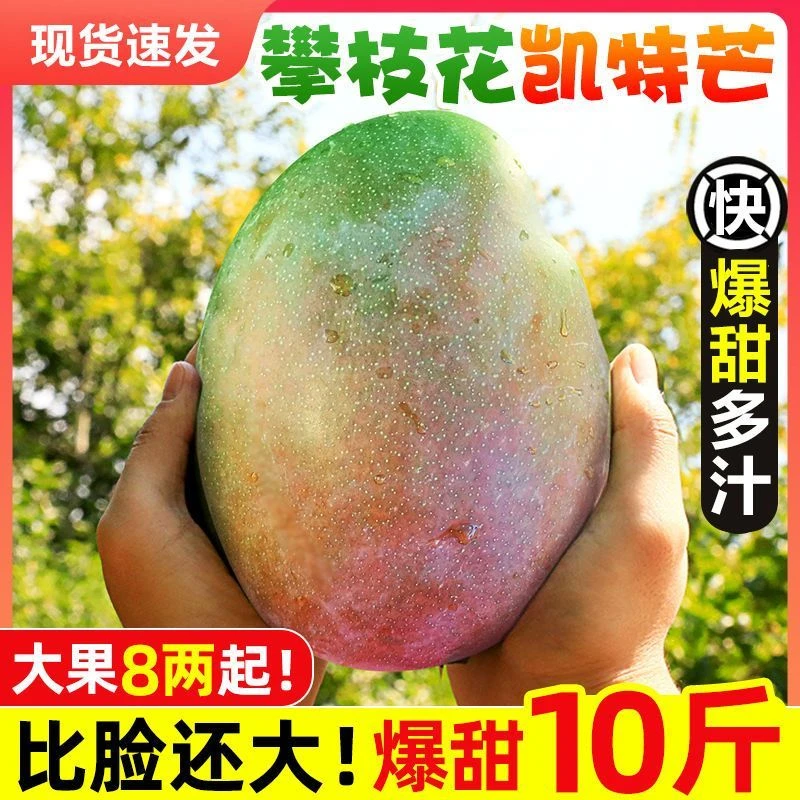 正宗攀枝花凯特芒果新鲜大脸芒现摘现发精选肉嫩多汁香甜食用好吃