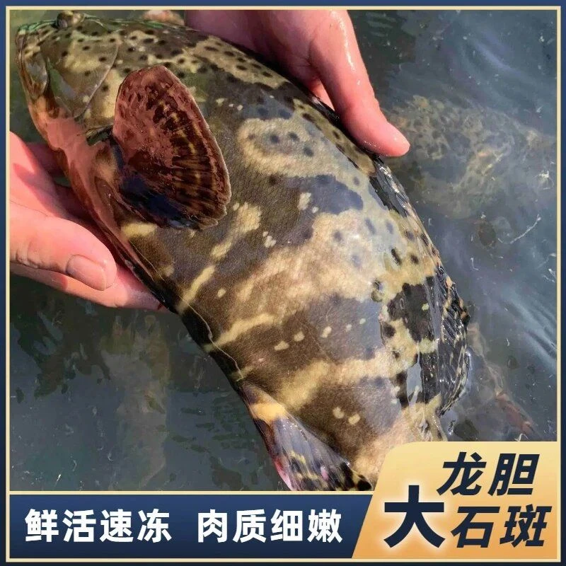 东山岛龙胆石斑鱼新鲜海捕鲜活速冻大龙胆
