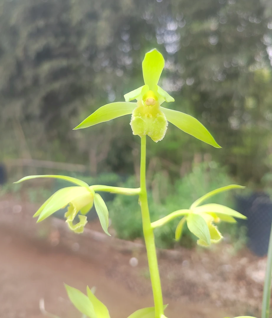 兰花，直播间专用，一物一拍，请备注品种名称